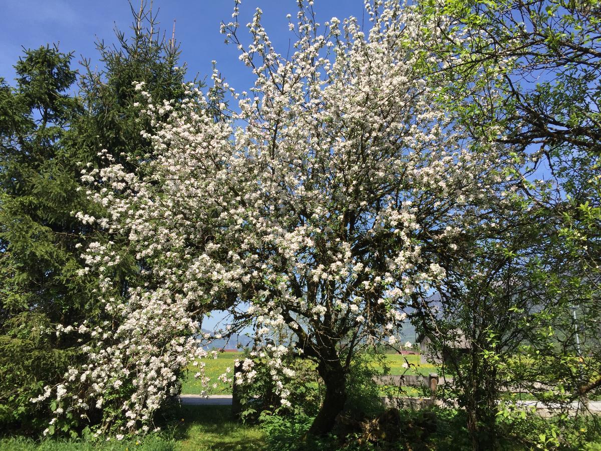Im Forsthaus Strobl